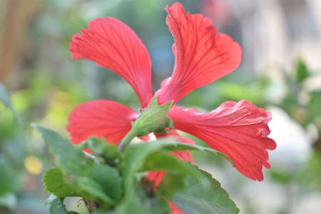 A read Hibiscus taken from behind