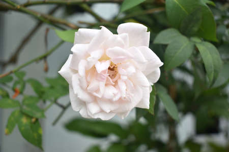 A beautiful white rose at the gardenの写真素材