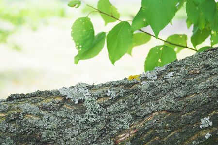 tree branch and leaves of summer backgroundの写真素材
