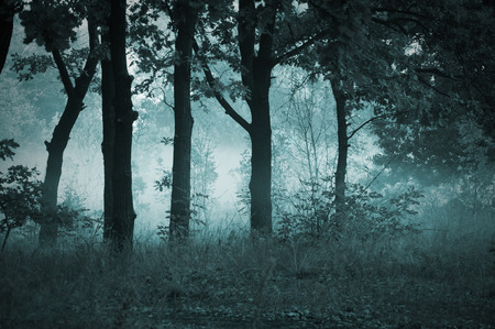 morning fog in the forest sunlight sunrise