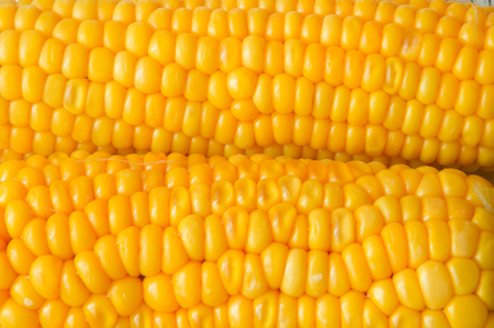The fresh delicious yellow corn backgroundの写真素材