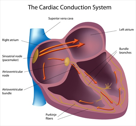 Electrical pathways of the heart, eps8のイラスト素材