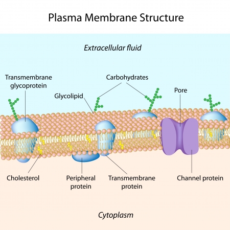 Structure of plasma membraneのイラスト素材