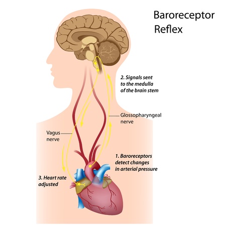 Regulation of blood pressureのイラスト素材