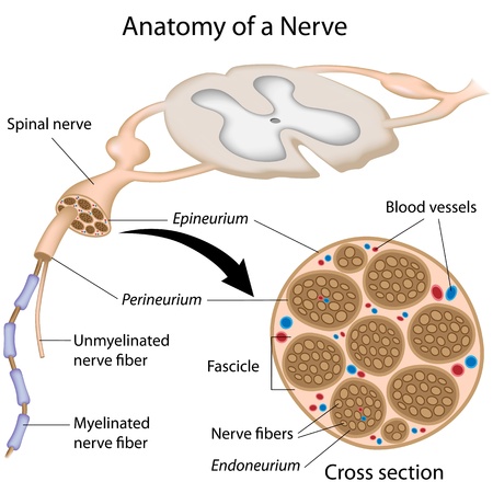 Anatomy of a nerveのイラスト素材