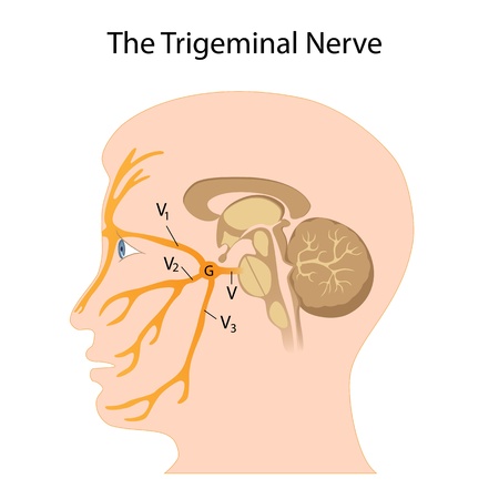 The trigeminal nerveのイラスト素材
