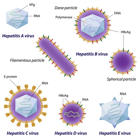 Hepatitis viruses comparisonのイラスト素材