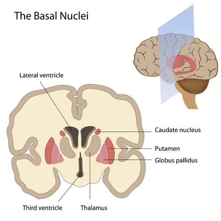 The basal nuclei of the brainのイラスト素材