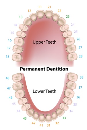 Dental notation permanent teethのイラスト素材