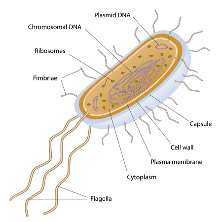 Structure of a bacterial cellのイラスト素材
