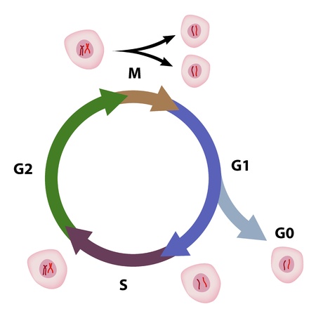 Cell cycleのイラスト素材