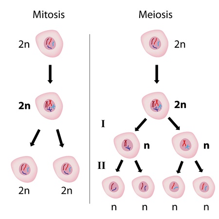 Mitosis versus meiosisのイラスト素材
