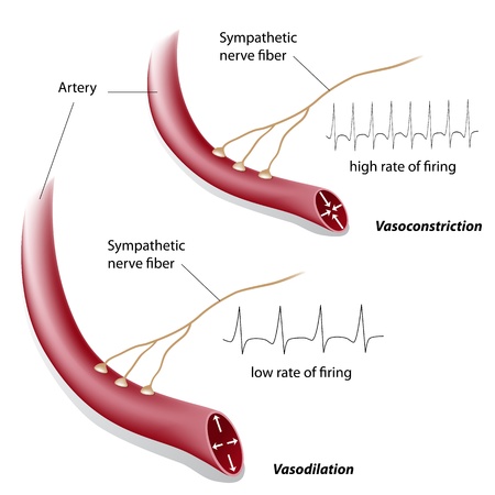 Vasoconstriction and vasodilation controlのイラスト素材