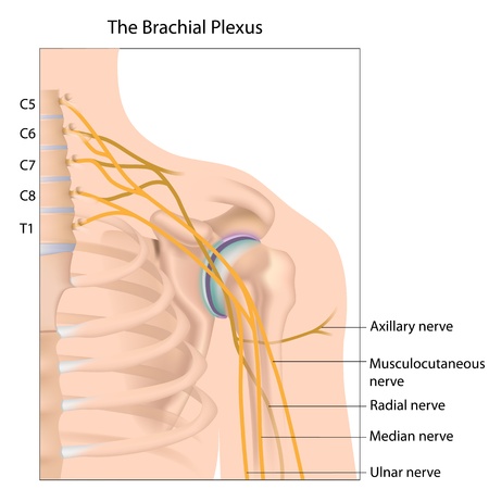 Brachial plexus nerve networkのイラスト素材