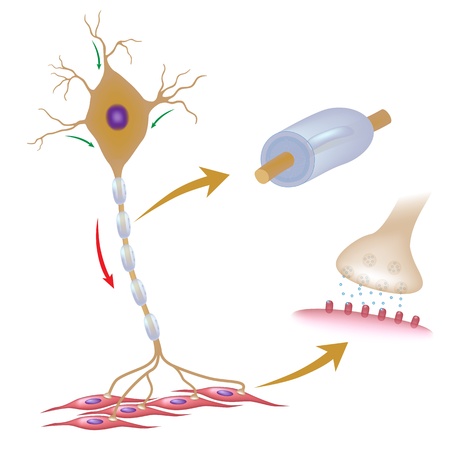 Motor neuron with details of myelin and synapseのイラスト素材