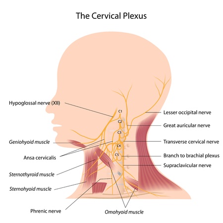 The cervical plexusのイラスト素材