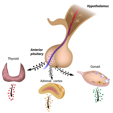 The hypothalamic pituitary axesのイラスト素材
