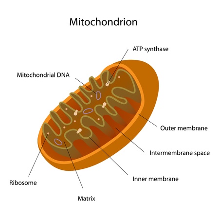 Mitochondrionのイラスト素材