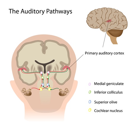 The auditory pathwaysのイラスト素材