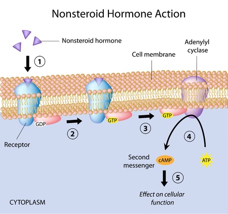 Nonsteroid hormones actionのイラスト素材