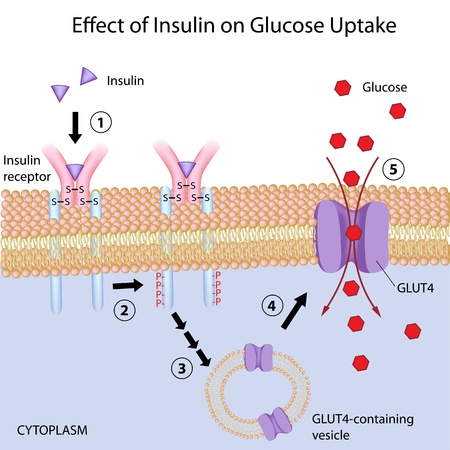 Effect of Insulin on glucose uptakeのイラスト素材