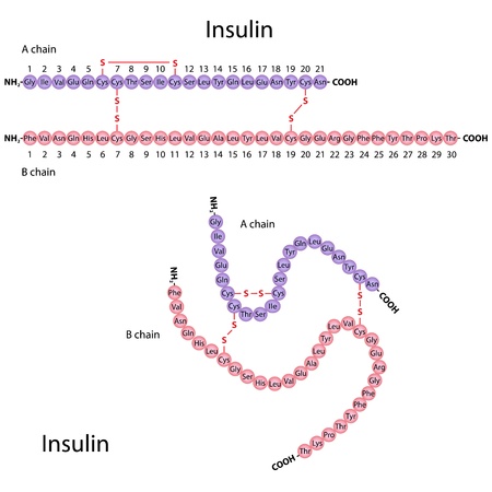 Structure of human insulinのイラスト素材