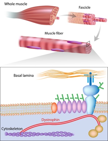 Muscle fiber structure showing dystrophin location. Dystrophin is commonly mutated in muscular dystrophy diseasesのイラスト素材