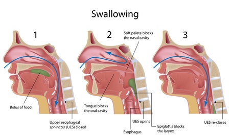 Swallowing processのイラスト素材