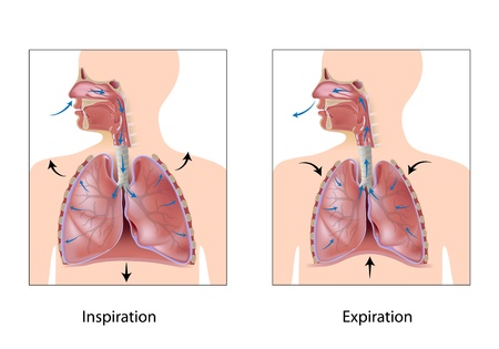 Cycle of breathing, inspiration expirationのイラスト素材