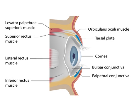 Eye conjunctivaのイラスト素材