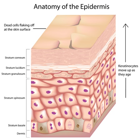 3d anatomy of the epidermisのイラスト素材