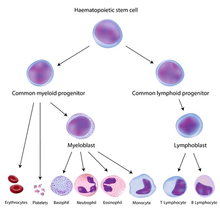 Hematopoiesisのイラスト素材