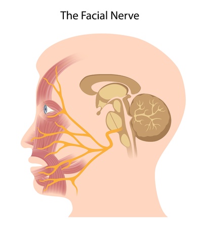 The facial nerveのイラスト素材