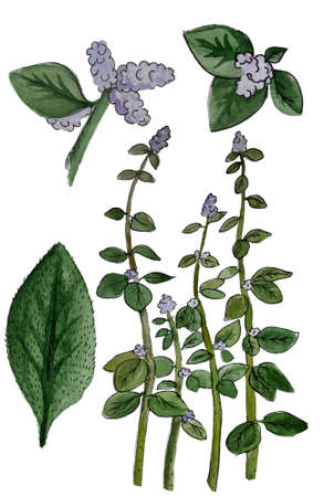 Polpala Aerva lanata medical plant watercolor painting hand-drawing. Homeopathy pharmaceutical plantの写真素材