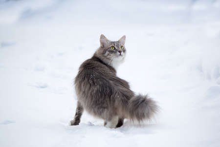 Cat for a walk in the winter on snowの写真素材