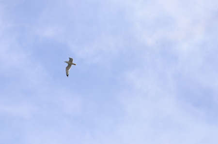 Seagull in the skyの写真素材