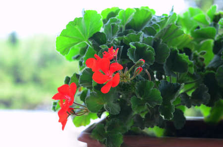 Blooming geraniums in a potの写真素材