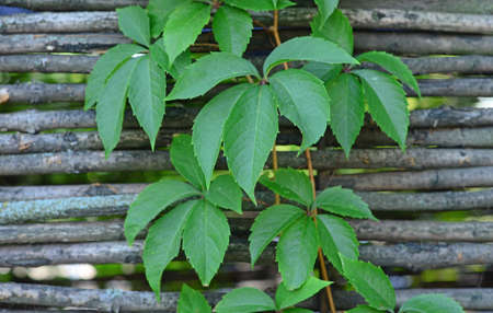 Leaves of climbing plant on a wooden fence