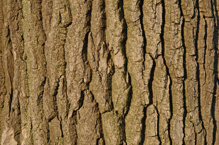 tree bark background