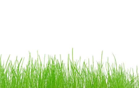 Fresh spring grass on a white backgroundの写真素材