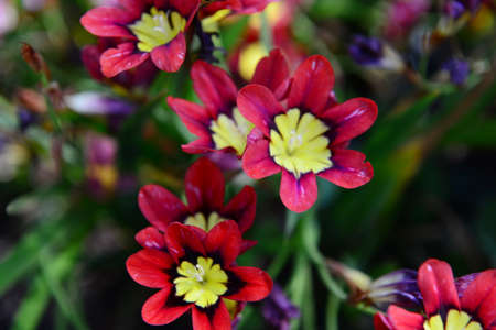 Beautiful multi-colored spring flowers in a flower bedの写真素材