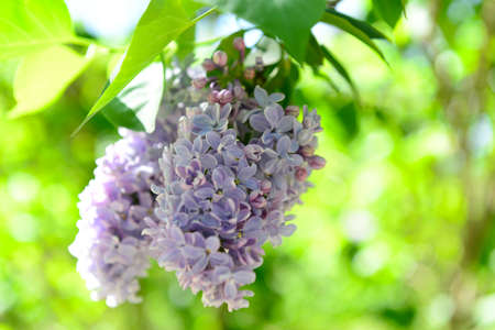 Beautiful lilac branch in the parkの写真素材