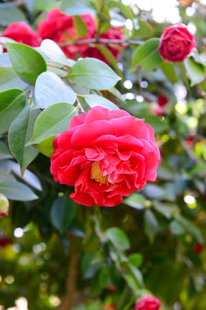 Beautiful bush of blooming red rose in the gardenの写真素材