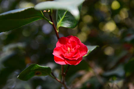 Beautiful bush of blooming red rose in the gardenの写真素材