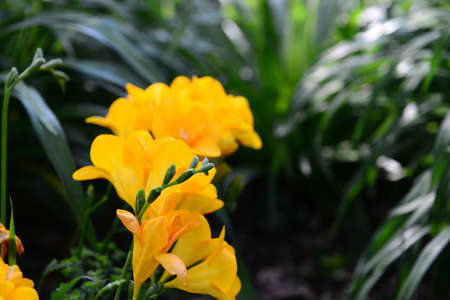 Lovely yellow flowers in a beautiful gardenの写真素材