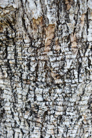 beautiful texture tree bark backgroundの写真素材