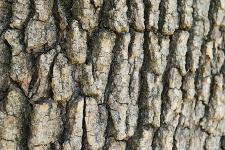 beautiful texture tree bark backgroundの写真素材