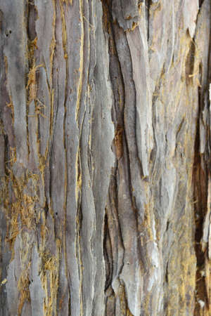 beautiful texture tree bark backgroundの写真素材