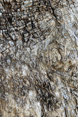 beautiful texture tree bark backgroundの写真素材