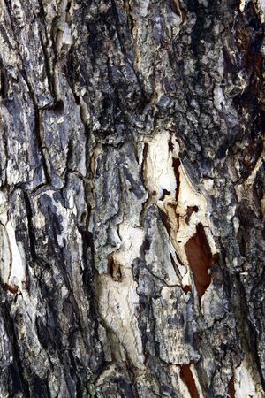 background barkの写真素材